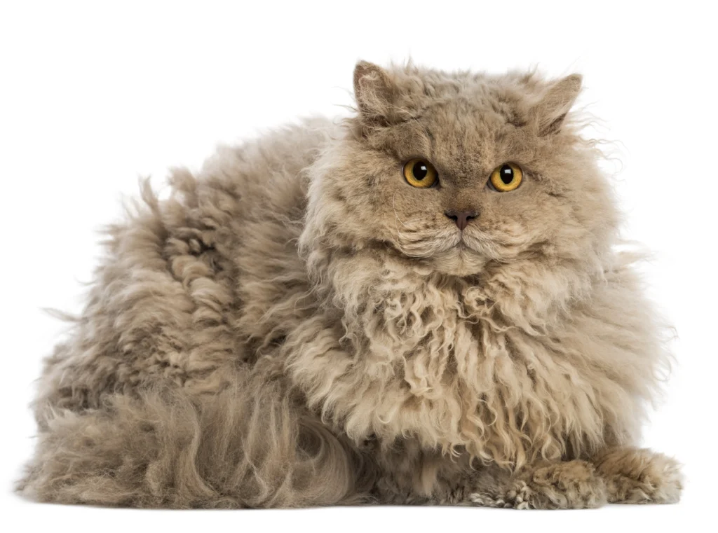 o psisica Selkirk Rex