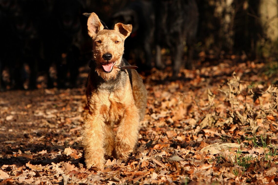 un Welsh Terrier care se joaca in frunze uscate