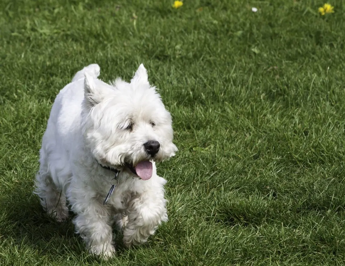 West Highland White Terrier ce alearga prin iarba verde