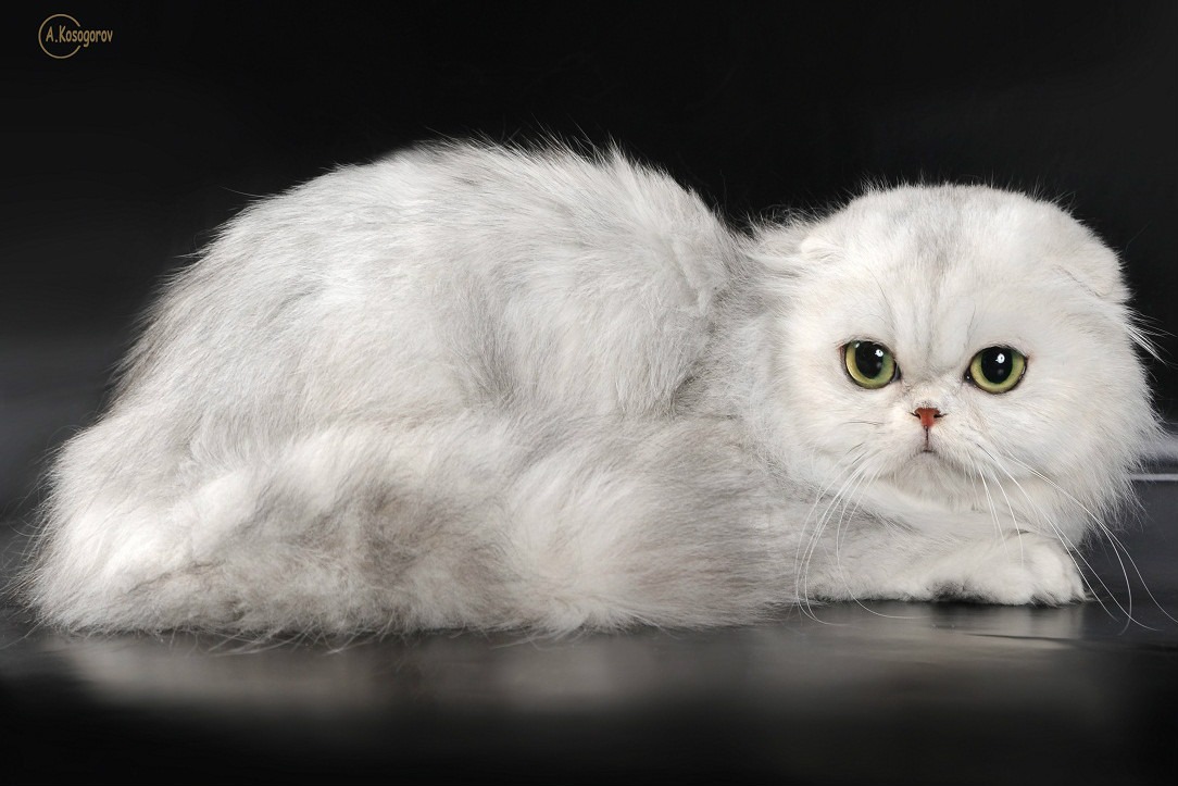 o psica Scottish Fold Longhair care sta pe o masa neagra