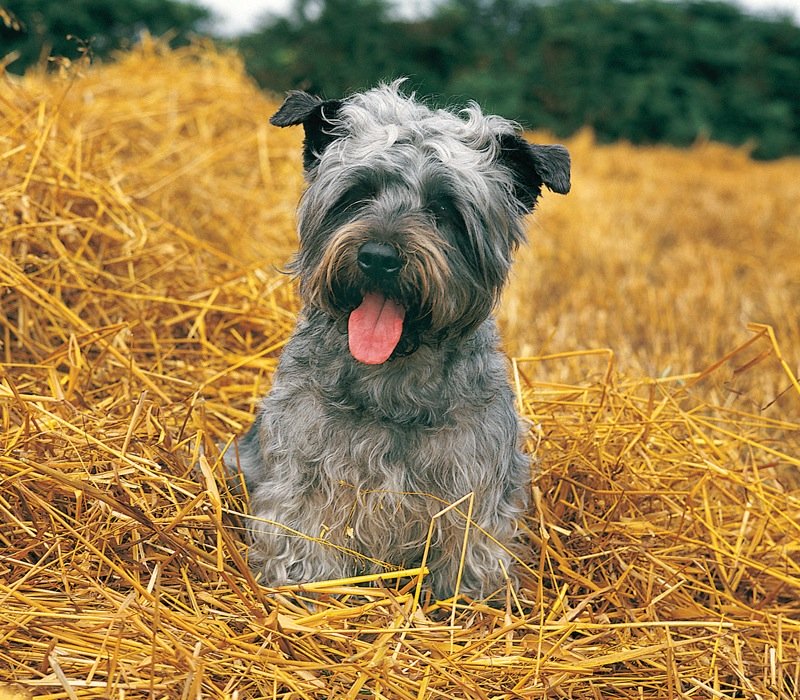 un caine Glen of Imaal Terrier care sta in paie