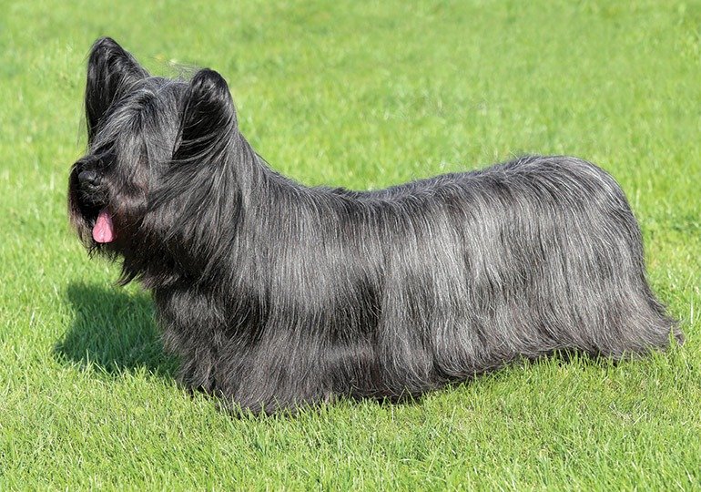 un caine Skye Terrier care sta in iarba