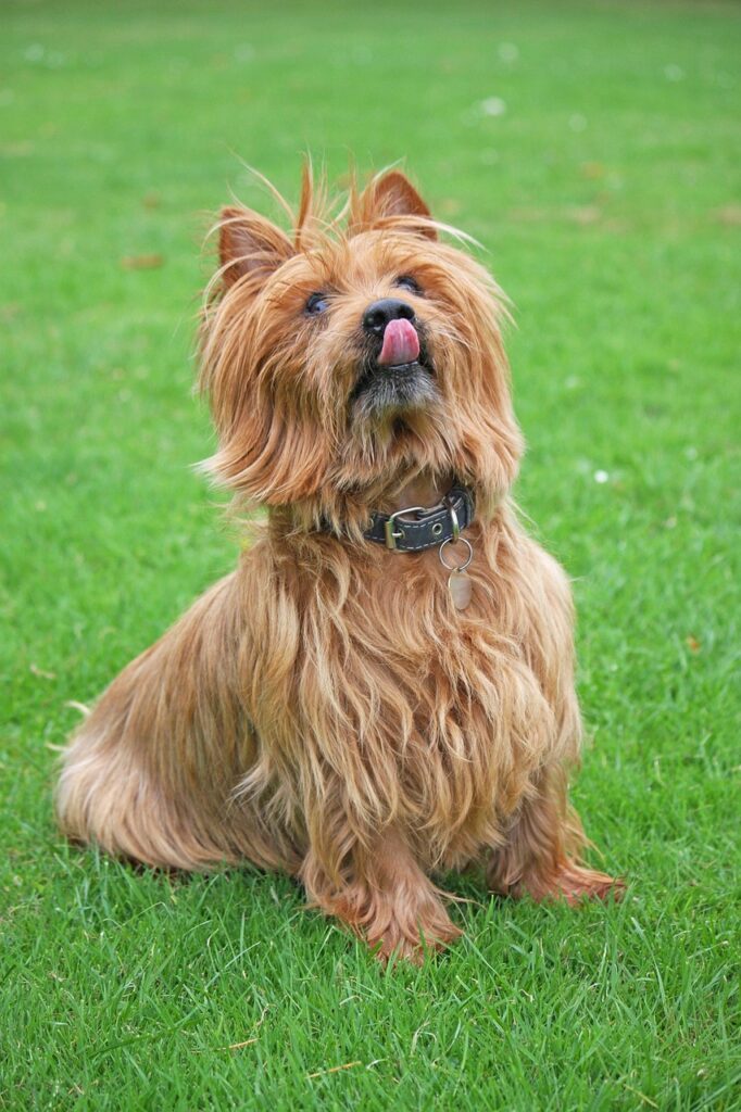 un Australian Terrier care asteapta rabdator pe oarba