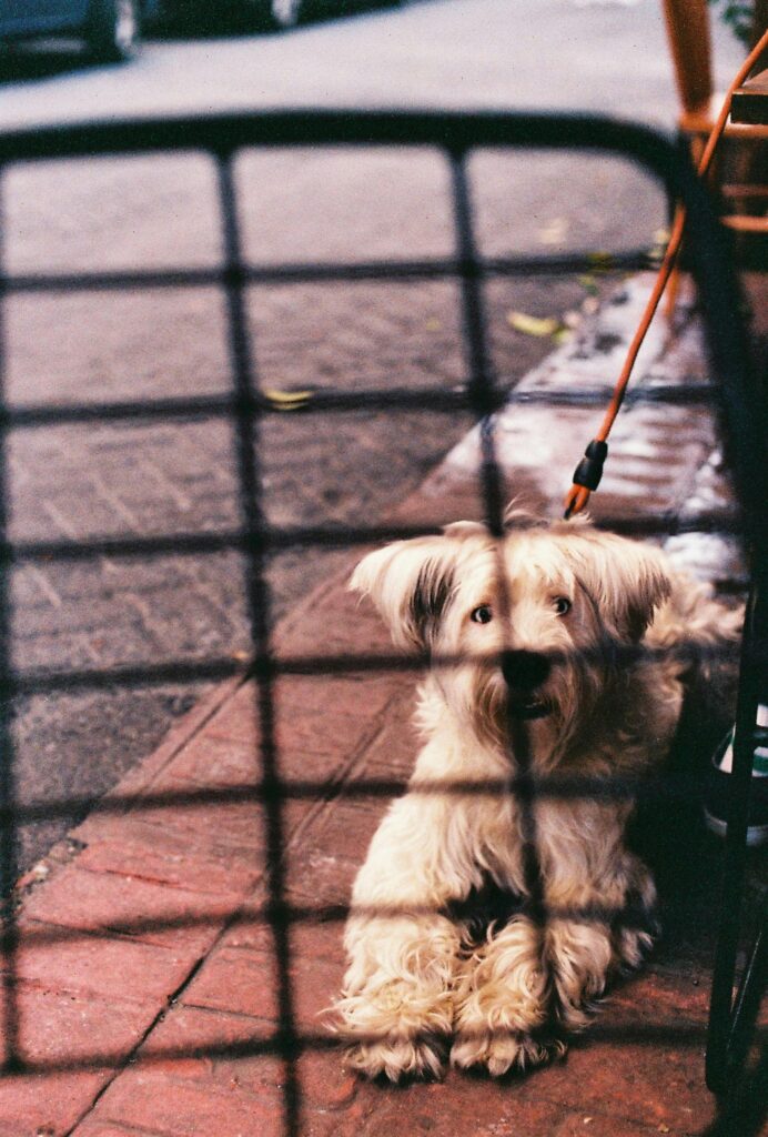 un caine Skye Terrier care sta pe trotoar