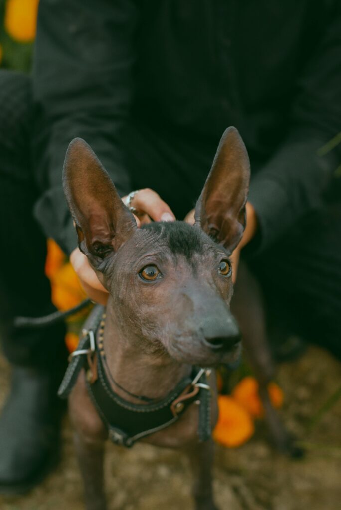 un Xoloitzcuintli cu un ham negru