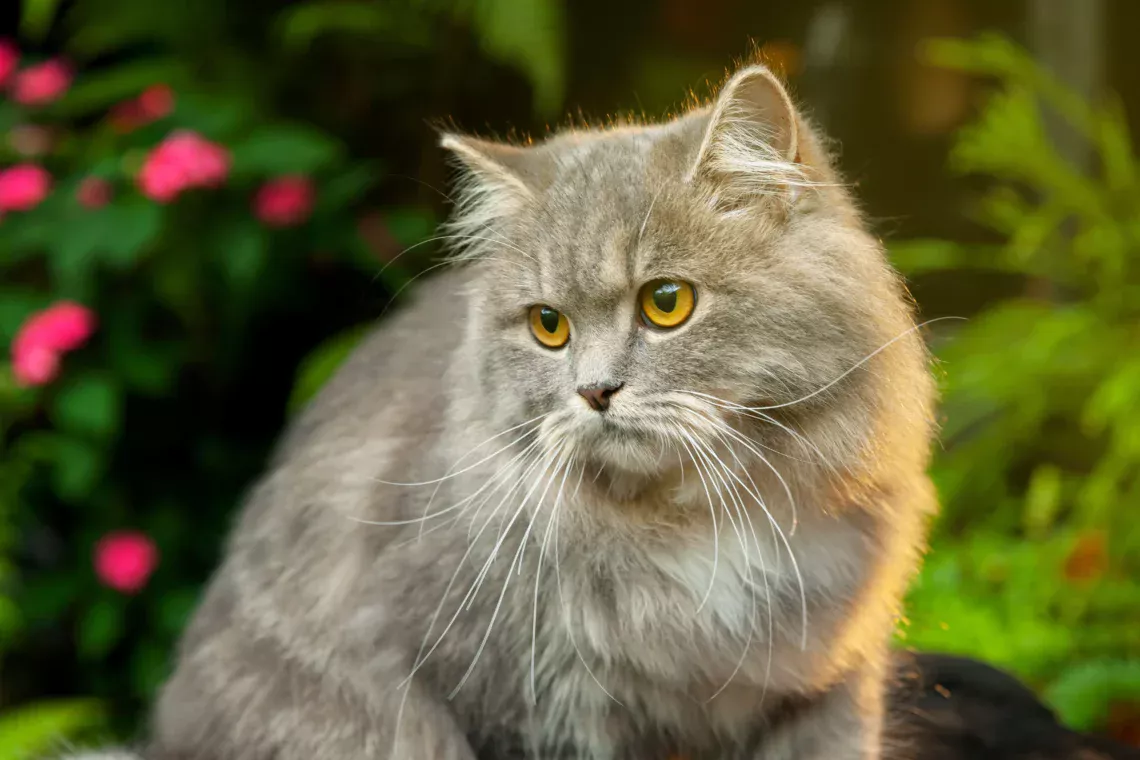 pisica british longhair