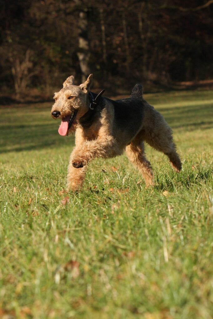 un Welsh Terrier ce alearga in parc