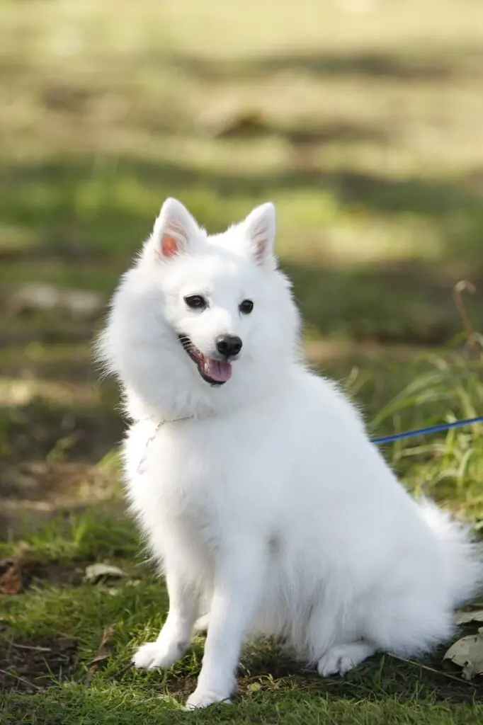 un caine Spitz german alb ce sta sezut pe iarba