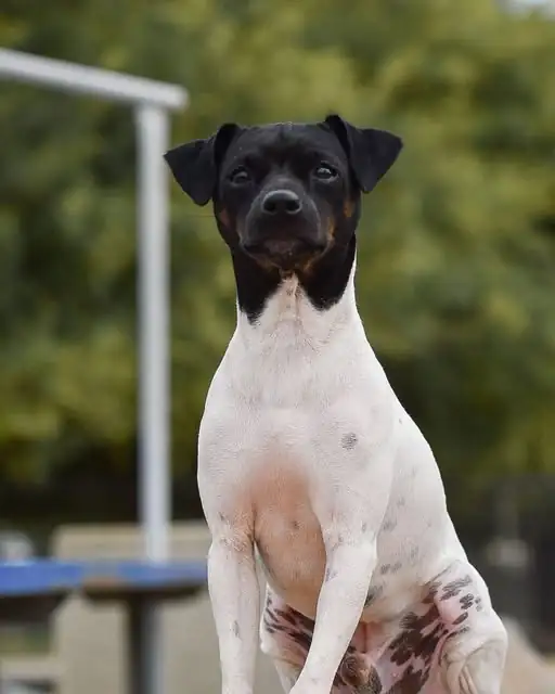 un terrier japonez ce sta sezut