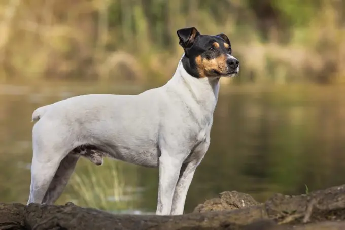 un caine terrier japonez ce se uita la un lac