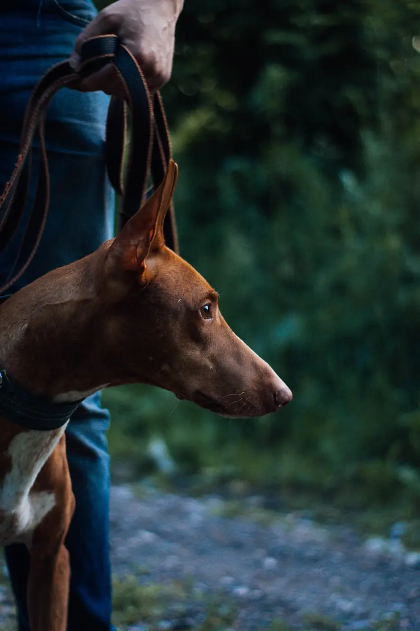 un caine Pharaoh Hound