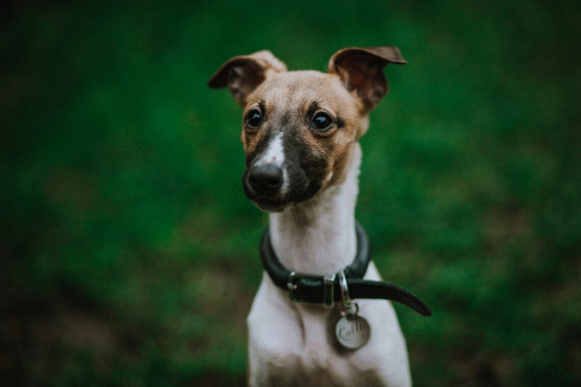 un caine Whippet