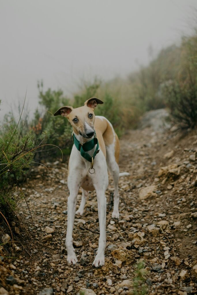 un caine Whippet care asteapta pe o carare